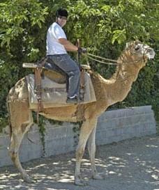 Camel Ride