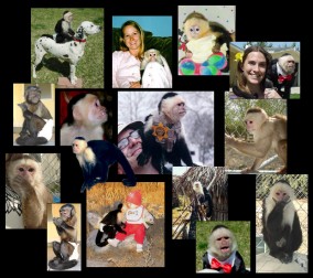 Monkeys