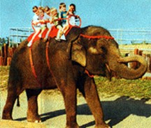 animals_03