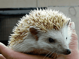 hedgehog_big