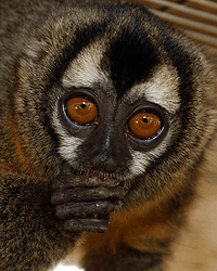 monkey_01