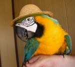 parrot_in_a_hat-sm[1]