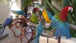 parrot_party_1[1]