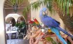 parrot_party_2[1]