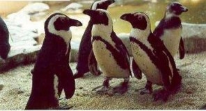penguins