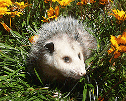 possum
