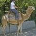 camel 75x75 - Company Picnic